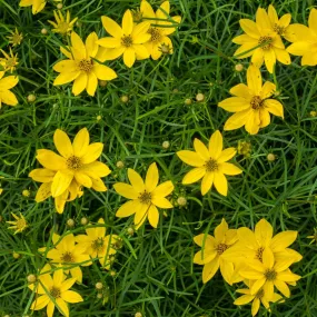 Whorled Tickseed - Coreopsis verticillata 'Zagreb'