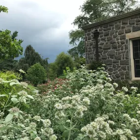 Hoary Mountain Mint - Pycnanthemum incanum