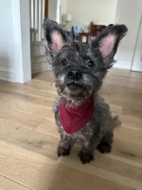 Merlot Pet Bandana