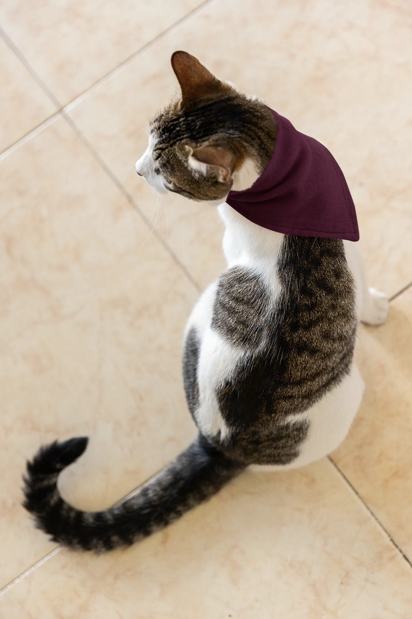 Merlot Pet Bandana